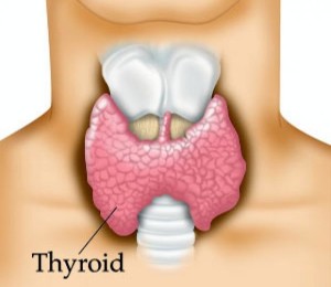 what-is-thyroid-gland