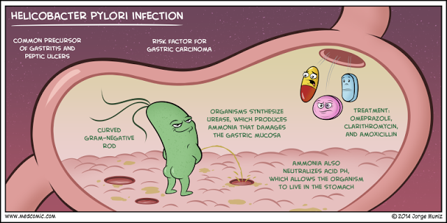 About H.Pylori