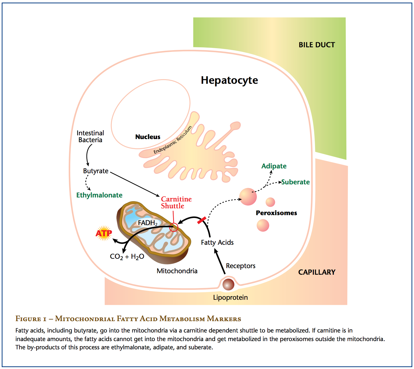 Why do you need to take L-Carnitine? Stage 1 on Citric Cycle pathway is broken - If Fat is not absorbed well in this stage, gallbladder and liver have a hard time digesting fat coming in as macronutrient - big distress to GI and not enough energy (citric cycle) to be made - affects on all chronic diseases 