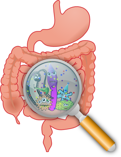 Intestinal-Bacteria
