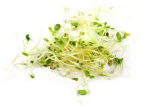 sprouts1