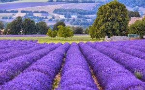 The world's most colourful landscapes lavendar-provence_3210619k