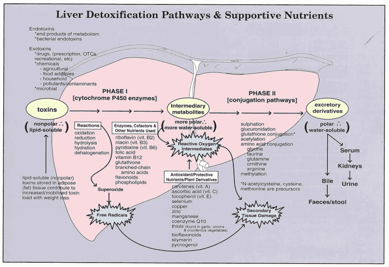 Liver Detox Pathway-2