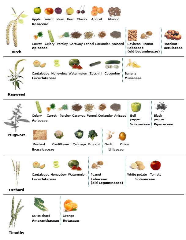 mango cross reactivity