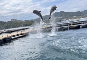dolphins