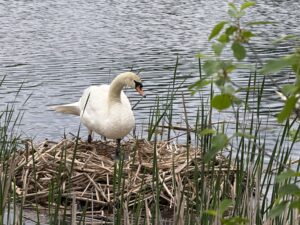 swan